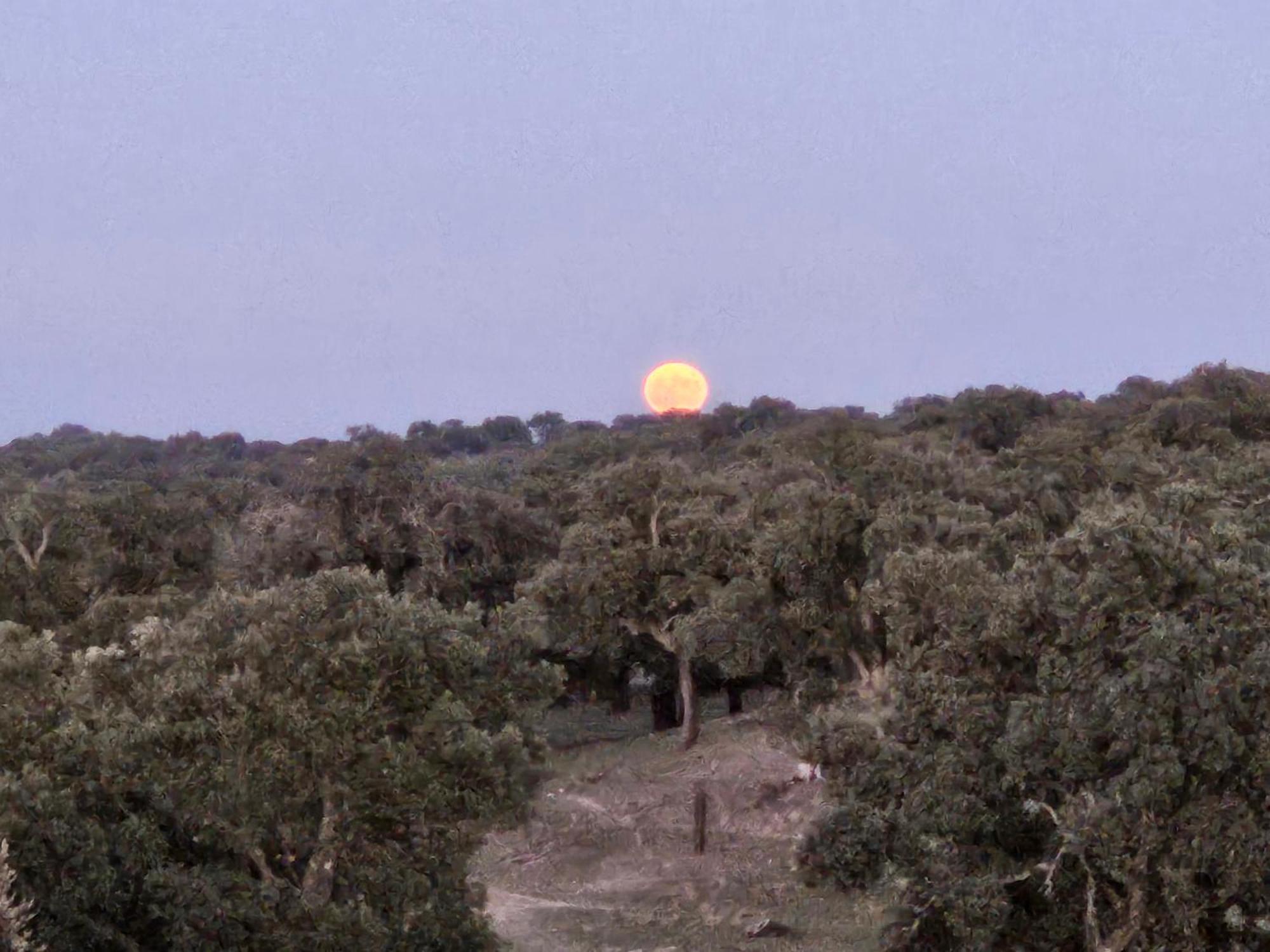 Toril  Hotel Rural Portilla De Monfraguee מראה חיצוני תמונה